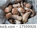意大利牛肝菌蘑菇 17509926