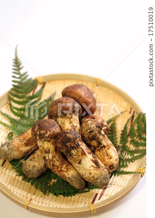 Matsutake Matsutake 17510019