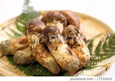 Matsutake Matsutake 17510020