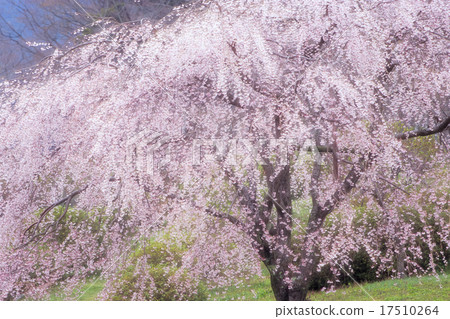 A glorious branched cherry tree A glorious branched cherry tree 17510264