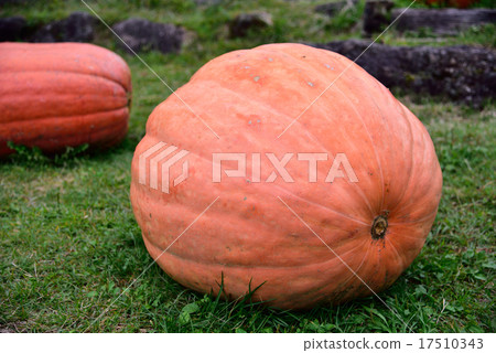 pumpkin pumpkin 17510343