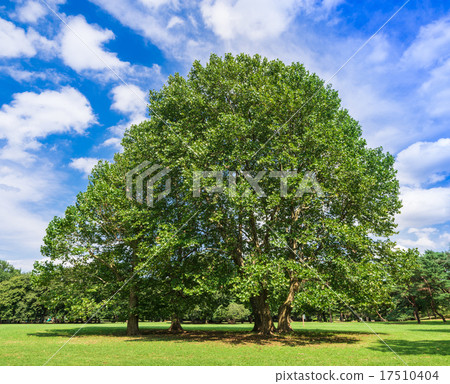 Platanus tree 17510404
