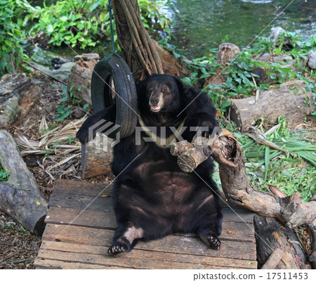 Asiatic black bear relaxing Asiatic black bear relaxing 17511453