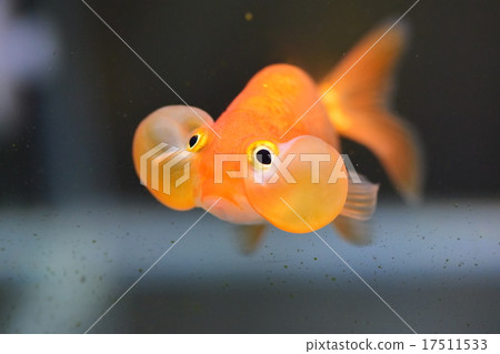 Gold Fish Gun Stock Photos and Pictures - 299 Images