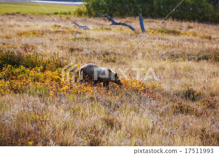 Grizzly Grizzly 17511993