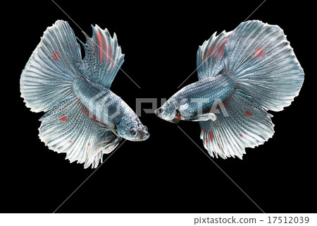 Betta fish on black background. Betta fish on black background. 17512039