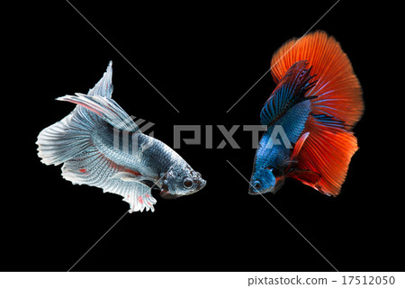Betta fish is fighting, it is beautiful colour. Betta fish is fighting, it is beautiful colour. 17512050