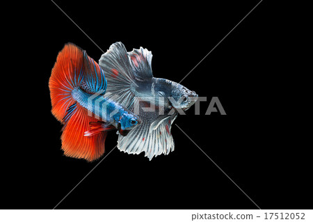 Betta fish is fighting, it is beautiful colour. Betta fish is fighting, it is beautiful colour. 17512052
