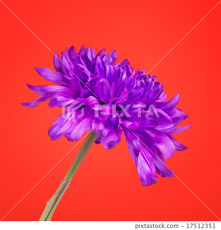 Violet Chrysanthemum Flower Violet Chrysanthemum Flower 17512351