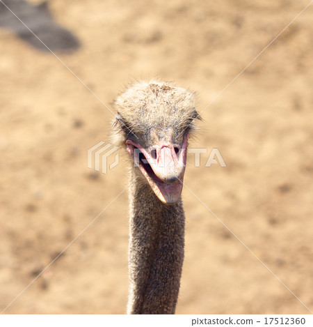 African Ostrich 17512360