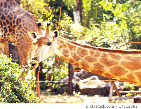 Giraffe Head Giraffe Head 17512362