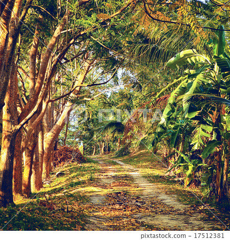 Road in Jungle Road in Jungle 17512381