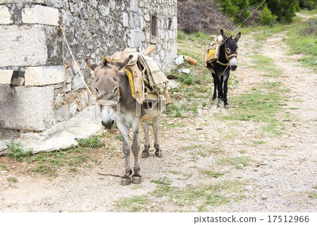 Two donkeys 17512966