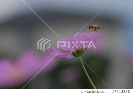 Cosmos Cosmos 17513288