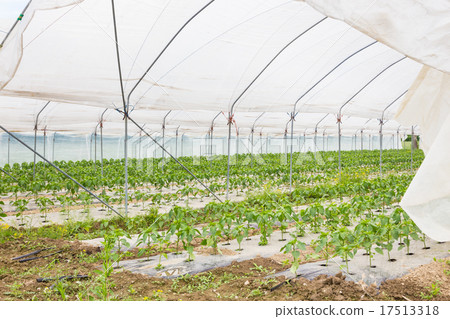 Bio tomatoes growing in the greenhouse. 17513318