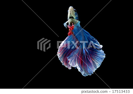 Blue and red siamese fighting fish on black Blue and red siamese fighting fish on black 17513433