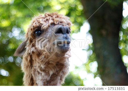 Llama's portrait 17513831