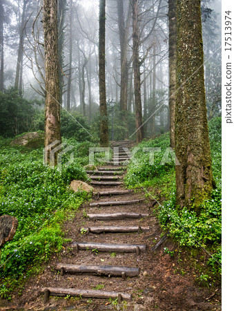 Forest path 17513974