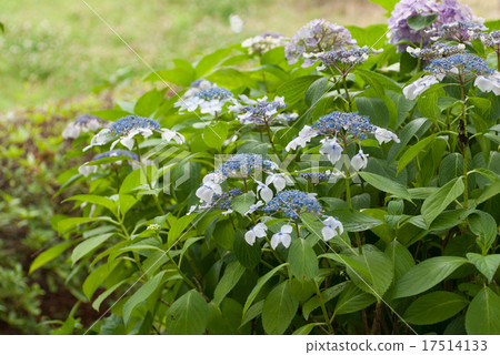 大阪城公園繡球花園 17514133
