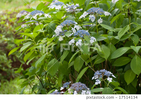 大阪城公園繡球花園 17514134