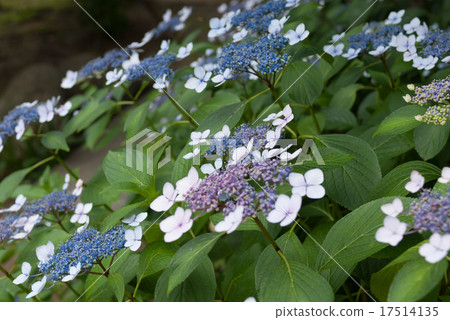 大阪城公園繡球花園 17514135