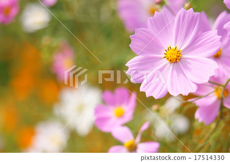 Cosmos 17514330