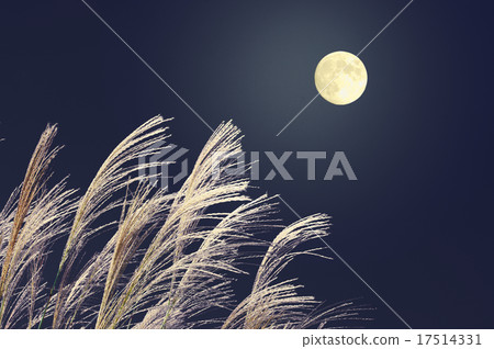 Moon and Susuki 17514331