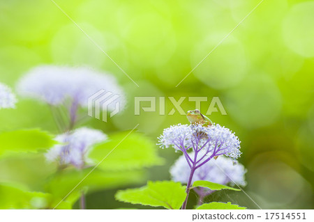 新鮮的青蛙 17514551