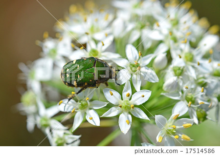 Nila flower and core ohanamuguri 17514586