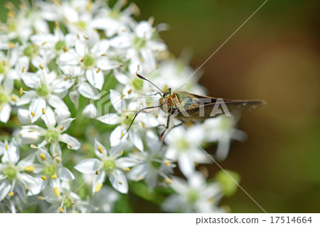 Nira鮮花和Ichimon dyseri 17514664