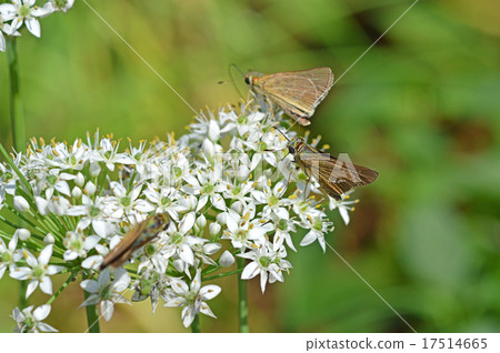 Nira鮮花和Ichimon dyseri 17514665