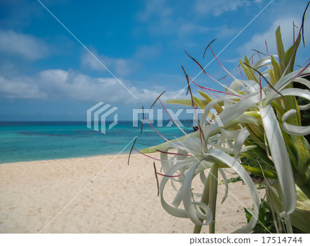 開花在海灘的Miyakojima沙灘 17514744