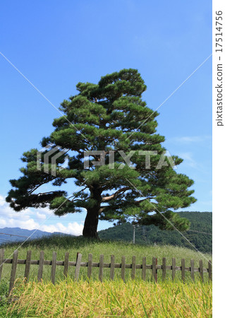 Nakasendo Hiride Iriyatsuka南側 17514756