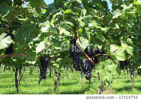 附近葡萄酒的葡萄園收穫 17514758