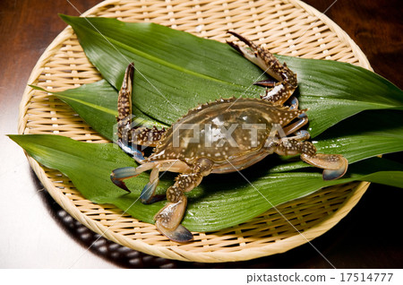 Gazami crab 17514777