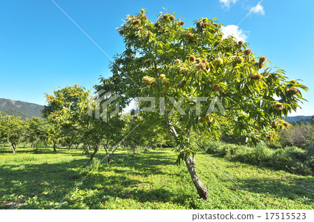 Chestnut garden 17515523