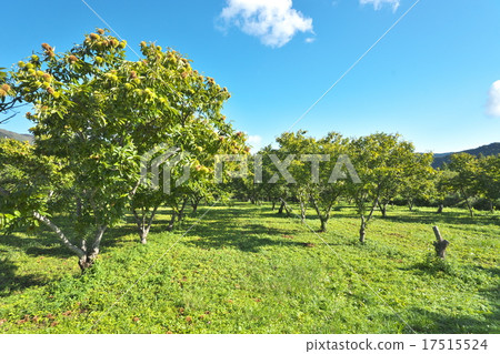 Chestnut garden 17515524