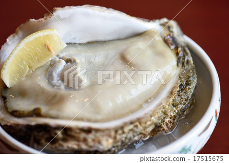 Rock oyster 17515675
