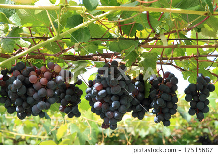 Pre-harvest grapes 17515687