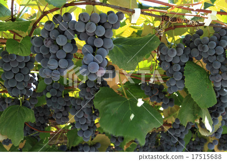 Grape Concord before harvest 17515688