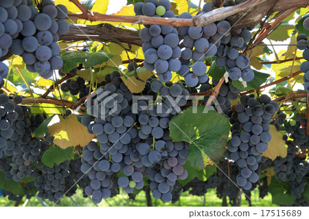 Grape Concord before harvest Grape Concord before harvest 17515689