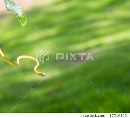 Snake over the grass 17516133