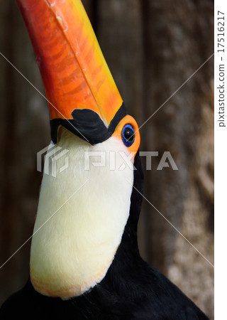 Toucan Toucan 17516217