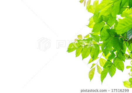 Fresh green leaves Fresh green leaves 17516299