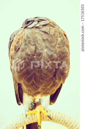 Sleeping Eagle Sleeping Eagle 17516303