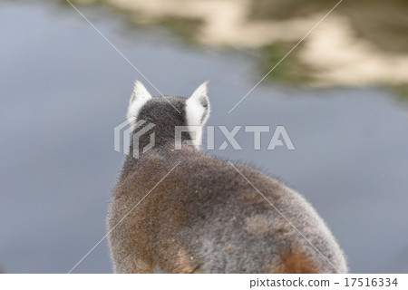 金剛狼狐猴 金剛狼狐猴 17516334