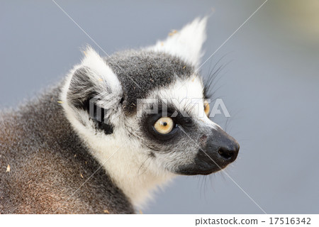 Wolverine lemur Wolverine lemur 17516342