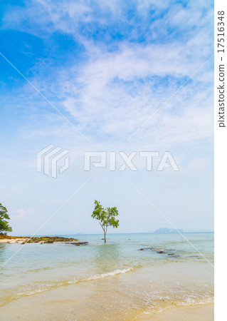 lonely tree on the Sea lonely tree on the Sea 17516348