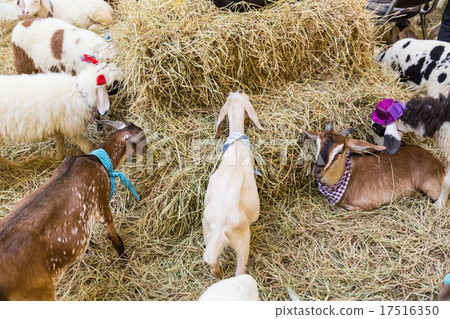 Goat eating grass Goat eating grass 17516350