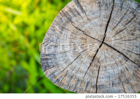 Tree stump on fresh spring green grass Tree stump on fresh spring green grass 17516355